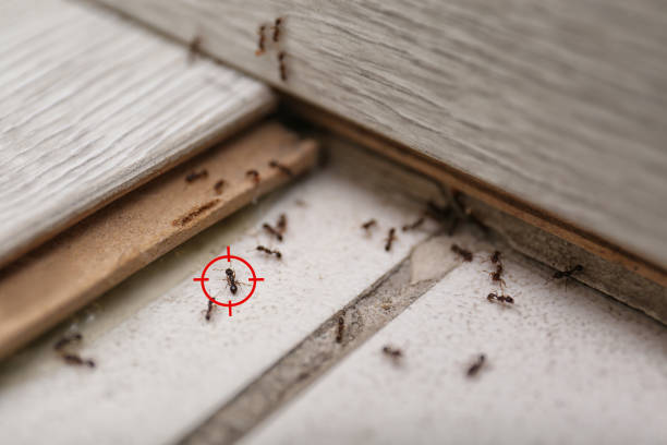 Pest Prevention Services in Siesta Shores, TX