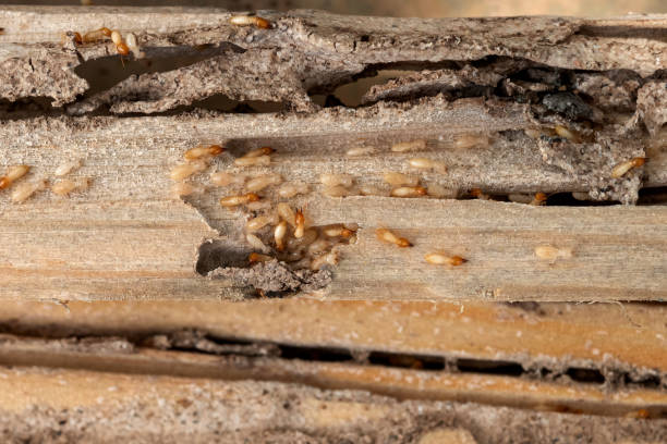 Best Ant Control Services  in Siesta Shores, TX