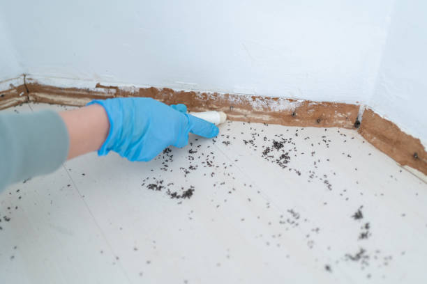 Wasp Removal Services in Siesta Shores, TX